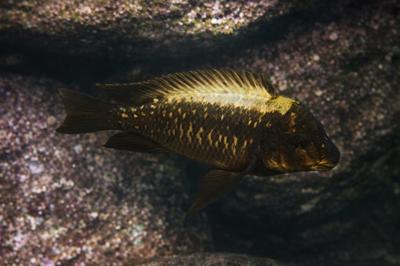 Petrochromis ephippium 'Kambwimba'